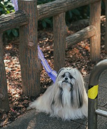 fafa（フェフェ）の「LOU LOU|ショルダーリード（リード/ハーネス/首輪）」