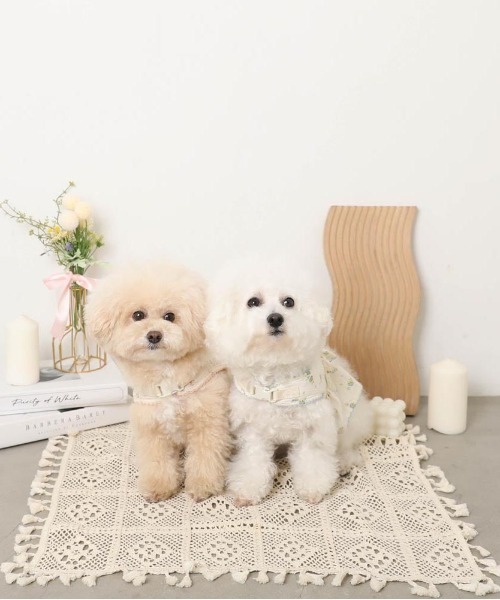 moncheri（モンシェリ）の「花柄フリルトップス風ハーネス+リードSET【保冷剤対応】（リード/ハーネス/首輪・レディース・ブルー/ピンク・L/M/S/XL）」の10枚目の写真