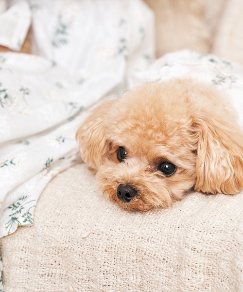 Toyome（トヨミー）の「【飼い主と犬服のペアルックセット】花柄