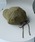 14+�i�C�`�����v���X�j�́u�o�b�N���{�� �L���b�v ���f�B�[�X uv�i�L���b�v�j�v�b�J�[�L