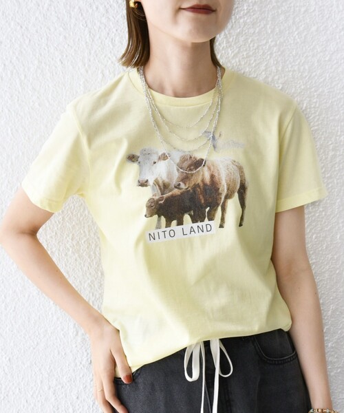 tシャツ 「SHIPS別注」ACASAM: フォト TEE レディース SHIPS tシャツ 「SHIPS別注」ACASAM: フォト TEE レディース