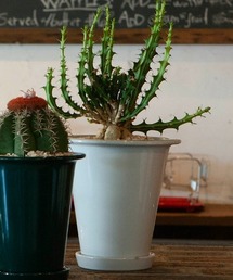 DULTON(�_���g��)��BOTANY LONG POT L/6�� �A�ؔ�(�t�����[�x�[�X)