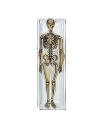 PUEBCO（プエブコ）の「PRINTED GLASS TRAY / Skeleton, Body（ステーショナリー）」