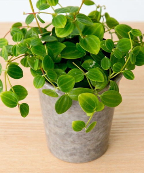 HIGHTIDE（ハイタイド）の「Marbled Melamine Pen stand マーブル メラミン ペンスタンド （ペン立て）（ステーショナリー・レディース・ダークグリーン/ネイビー/グレー/マスタード/ブラック/アイボリー・FREE）」の13枚目の写真