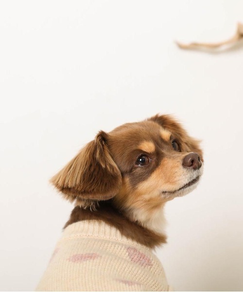 moncheri（モンシェリ）の「ハート柄ジャガードニットトップス（ペットウェア・レディース・モカ/アイボリー・S/L/XL/M/2M/XS）」の9枚目の写真