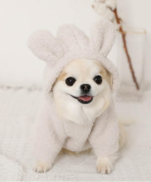 moncheri（モンシェリ）の「うさぎ耳ふわもこパーカー / 犬服 / ドッグ