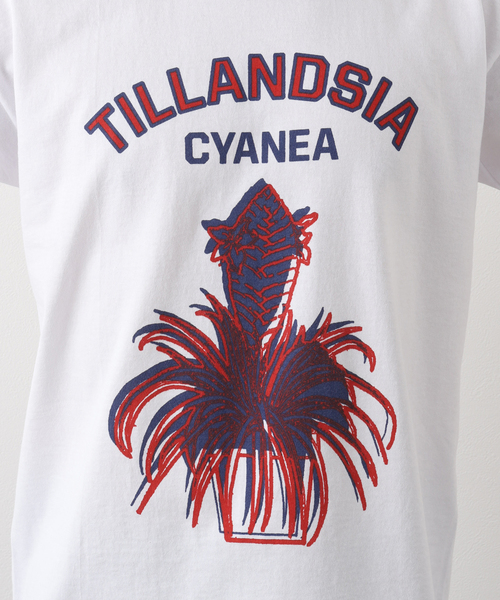 niche.（ニッチ）の「【niche.USA / ニッチ】Potted Ringer-TILL/RED（Tシャツ/カットソー・メンズ・ネイビー・MEDIUM/LARGE）」の7枚目の写真