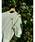 POLO BCS�i�|�� �r�[�V�[�G�X�j�́u�yPOLO BCS�R���{�z�V�A�[�x�A�j�b�g�v���I�[�o�[�iT�V���c/�J�b�g�\�[�j�v�b���C�g�O���[��