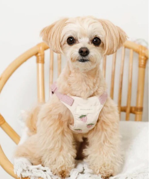 moncheri（モンシェリ）の「冷感いちご柄ハーネス+リードSET【接触冷感・ワンタッチ着脱・サイズ調整可能・８㎏まで対応】（リード/ハーネス/首輪・レディース・ピンク・S/M/L）」の18枚目の写真