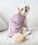 petit main�i�v�e�B�}�C���j�́u�y�����N�z�yDOG�z���{����날���x�X�g�i�y�b�g�E�F�A�j�v�b�s���N