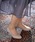 SUGATA�i�X�K�^�j�́u�yMoonStar�^���[���X�^�[�zMS SGT501 �p���v�X 3E�i�p���v�X�j�v�b�T���h�x�[�W��