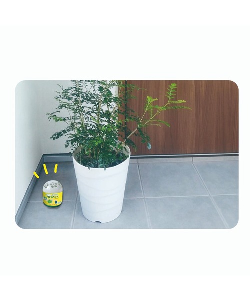 さよならカメちゃん 置きタイプ 2個入（その他雑貨）｜GLOBAL JAPAN