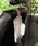 DULTONi_gj́uTISSUE CASE STRIPE/eBbV P[X XgCvi[ObYjvbO[
