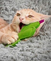 MODERNBEAST | KITTY TOY(ペット用おもちゃ)