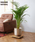 journal standard Furniture iW[iX^_[ht@j`[j́uJSF PLANT CADDY-square@LX^[t AؔiƋjvbAC{[