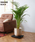 journal standard Furniture iW[iX^_[ht@j`[j́uJSF PLANT CADDY-square@LX^[t AؔiƋjvbubN