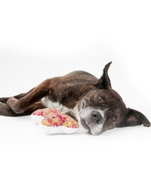 MODERNBEAST（モダンビースト）の「LAVENDER ZEN BONE（ペット用おもちゃ）」