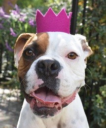 MODERNBEAST（モダンビースト）の「PARTY BEAST CROWN（その他ペットグッズ）」