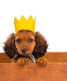 MODERNBEAST（モダンビースト）の「PARTY BEAST CROWN（その他ペットグッズ）」