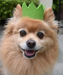 MODERNBEAST(_r[Xg)PARTY BEAST CROWN(̑ybgObY)