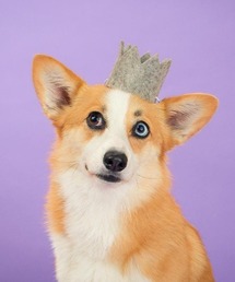 MODERNBEAST（モダンビースト）の「PARTY BEAST CROWN（その他ペットグッズ）」