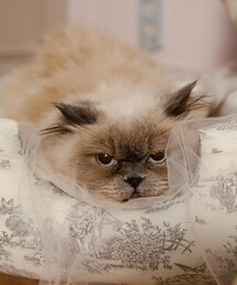 mmts（マミタス）の「【別注】momo cats nine / 猫ベッド（ペット用クッション/マット）」