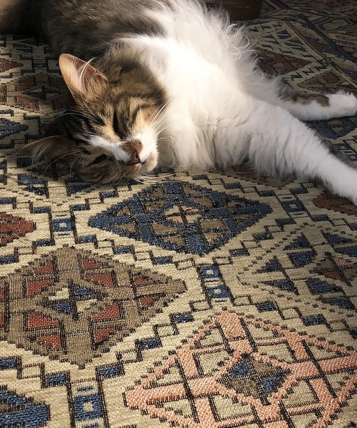 ACME FURNITURE（アクメファニチャー）の「GLENOAKS RUG 45x70 グレンオークスラグ（ラグ/マット・レディース・その他・FREE）」の9枚目の写真