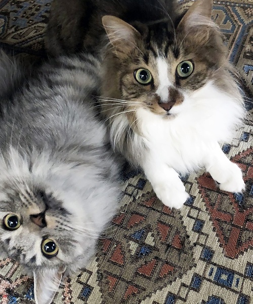 ACME FURNITURE（アクメファニチャー）の「GLENOAKS RUG 45x70 グレンオークスラグ（ラグ/マット・レディース・その他・FREE）」の10枚目の写真