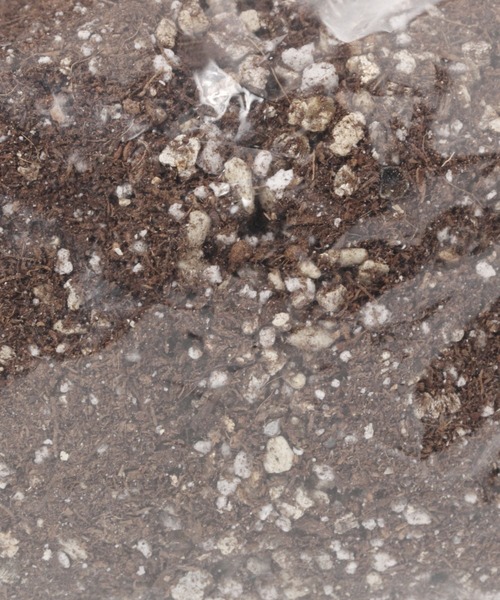 GLOBAL WORK（グローバルワーク）の「デリッシュガーデン【G.W.G.G.】/948390（その他・レディース・その他1/その他2/その他3/ホワイト系その他・FREE）」の12枚目の写真