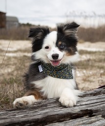 MODERNBEAST（モダンビースト）の「NECKWEAR（その他ペットグッズ）」