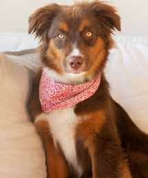 MODERNBEAST（モダンビースト）の「NECKWEAR（その他ペットグッズ）」