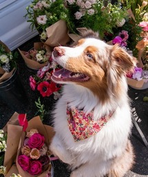 MODERNBEAST（モダンビースト）の「NECKWEAR（その他ペットグッズ）」