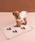 gelato piqueiWF[gsPj́uyCAT&DOGzI[^P[LWK[huPbgȋybgObYjvbsN