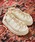 UGG�i�A�O�j�́uUGG W GOLDENGLOW TOGGLE / �A�O �S�[���f���O���E �g�O���i�T���_���j�v�b�I�t�z���C�g