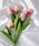 Port�i�|�[�g�j�́u�ӂ��� �`���[���b�v 5�{�Z�b�g / ���� / �؍����C���e���A�i�C���e���A�G�݁j�v�b�s���N�n���̑�