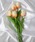 Port�i�|�[�g�j�́u�ӂ��� �`���[���b�v 5�{�Z�b�g / ���� / �؍����C���e���A�i�C���e���A�G�݁j�v�b�I�����W�n���̑�