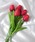 Port�i�|�[�g�j�́u�ӂ��� �`���[���b�v 5�{�Z�b�g / ���� / �؍����C���e���A�i�C���e���A�G�݁j�v�b���b�h