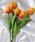 Port�i�|�[�g�j�́u�ӂ��� �`���[���b�v 5�{�Z�b�g / ���� / �؍����C���e���A�i�C���e���A�G�݁j�v�b�I�����W
