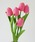 Port�i�|�[�g�j�́u�ӂ��� �`���[���b�v 5�{�Z�b�g / ���� / �؍����C���e���A�i�C���e���A�G�݁j�v�b�s���N�n���̑�2