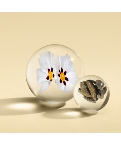 ラブダナムダスク オードパルファン 100ml｜モルトンブラウン MOLTON