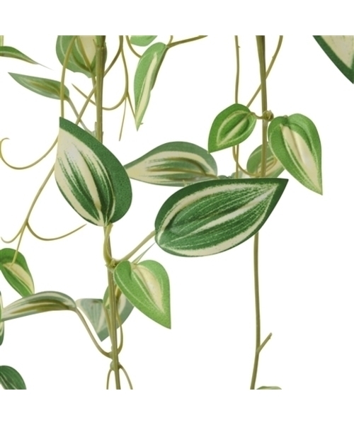 Francfranc（フランフラン）の「クライミングプランツ ポトス グリーン（インテリア雑貨・レディース・マルチ・FREE）」の3枚目の写真