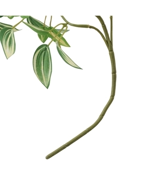 Francfranc（フランフラン）の「クライミングプランツ ポトス グリーン（インテリア雑貨・レディース・マルチ・FREE）」の4枚目の写真