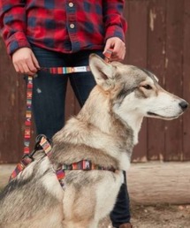 WOLFGANG MAN＆BEAST（ウルフギャングマンアンドビースト）の「WOLFGANG/ウルフギャング 犬用 ハーネス Antigua Harness L WH-003-11（リード/ハーネス/首輪）」