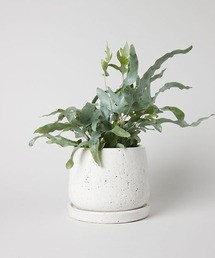 TODAY'S SPECIAL(gDfCYXyV)GLAZED POT L(t[x[X)