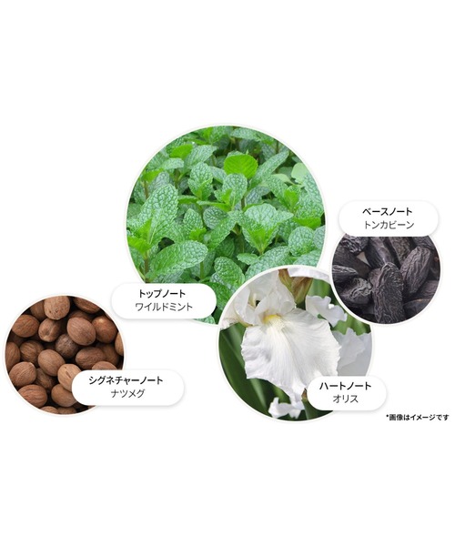 ワイルドミント&ラバンジン オードパルファン100ml｜モルトンブラウン