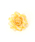 nino�i�j�m�j�́u�R�T�[�W��S (���{��)�i�u���[�`/�R�T�[�W���j�v�b�C�G���[