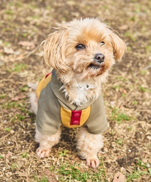  peak 犬用コート　2L Snow Peak（スノーピーク）の「SP Dog Parka 犬服 ドッグウェア