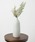 salle de bal�i�T���f�o���j�́udoily �x�[�X �t�����[�x�[�X Doily vase L SIT�i�t�����[�x�[�X�j�v�b���̑�1