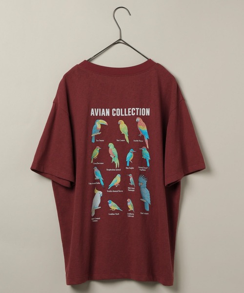 studio CLIP(スタディオクリップ)の「【daily CLIP】bird guide BIGTシャツ(Tシャツ/カットソー・レディース・ホワイト/ネイビー/ボルドー・FREE)」の3枚目の写真