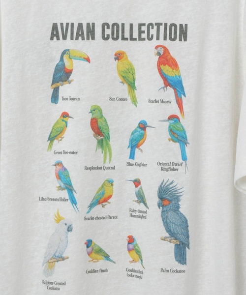 studio CLIP(スタディオクリップ)の「【daily CLIP】bird guide BIGTシャツ(Tシャツ/カットソー・レディース・ホワイト/ネイビー/ボルドー・FREE)」の9枚目の写真